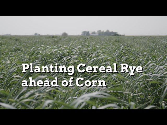 Using Cereal Rye Strategically Ahead of Corn - Practical Cover Croppers