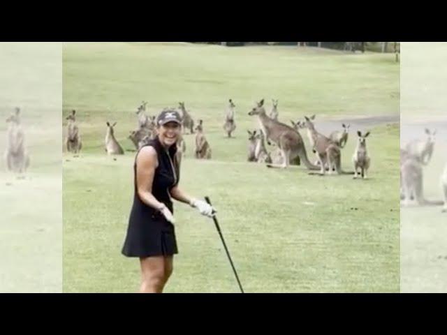 Kangaroos mob golfer in Australia  | Wendy Woo Golf