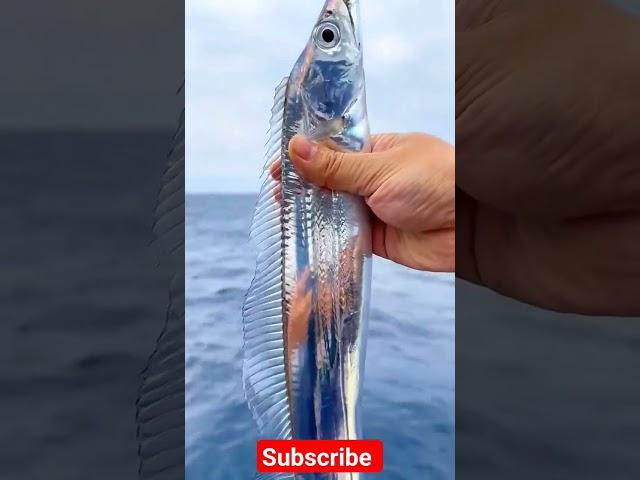 Silverfish #fishing #rarefish #endangeredspecies #fishinglife #fisherman #ungalmeenavan #meenu