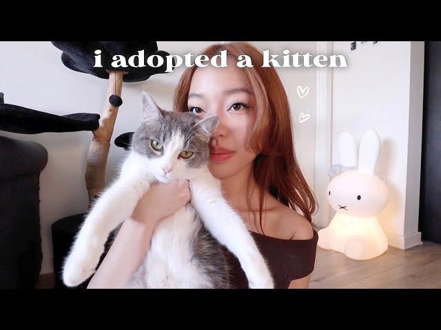 watch this before getting a cat. (ft my mistakes)