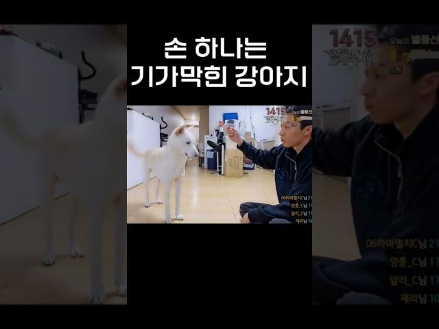 손 하나는 기가 막히는 강아지 #shorts #강아지 #강아지훈련 #강아지쇼츠
