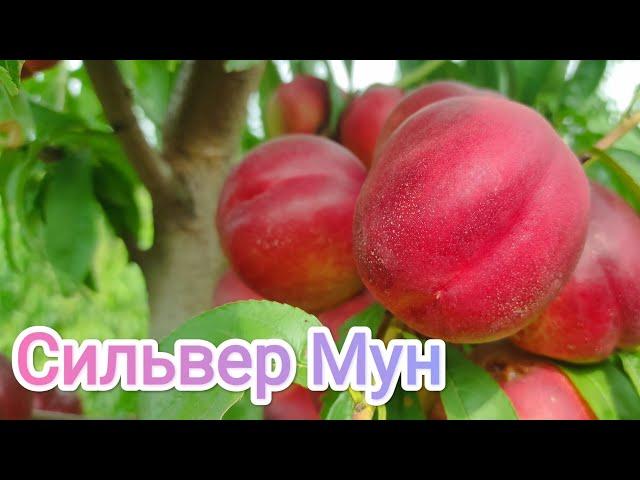 Нектарин Сильвер Мун/Nectarine Silver Moon