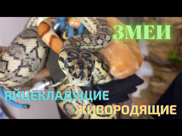 Разведение змей. Яйцекладущие и живородящие. / Breeding snakes. Oviparous and viviparous.