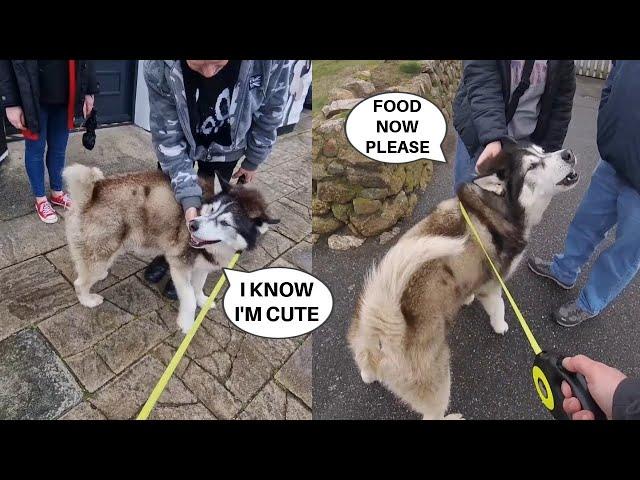 Floofy Husky LOVES Singing To Strangers