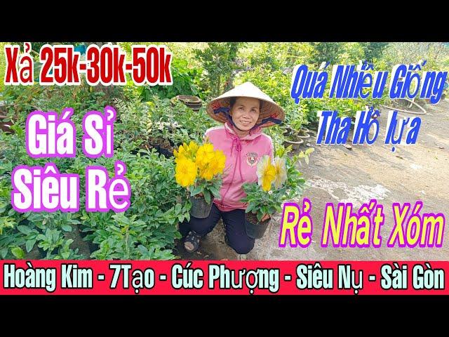 12/11 .vườn xả hàng giá rẻ 25k-30k nhiều loại giống như ý, tam sắc, cúc kemLH:0375655366 Cô 4