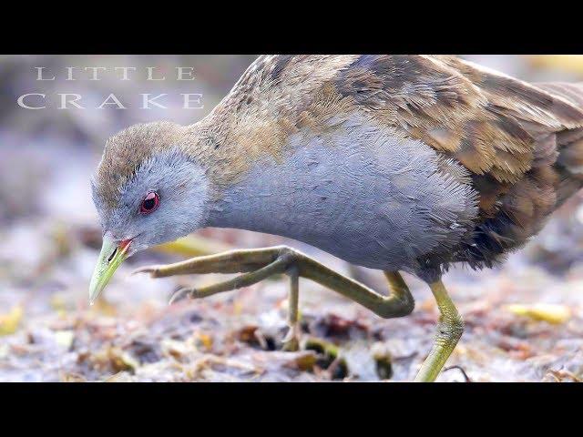 Little crake birds in the summer lake