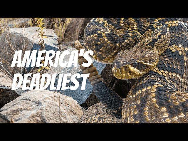 America's Deadliest ️ (The Top 5 Most Dangerous Animals in The US)