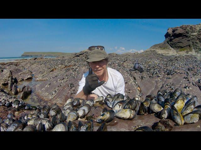 Coastal foraging, Picking & Cooking Mussels, foraging winkles, pepper dulse and sea beet