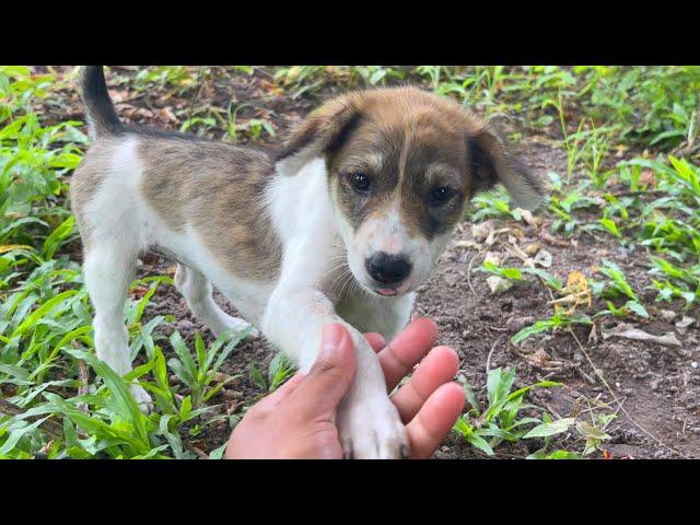 Cute Little Puppies - Smart Puppies play in village #cute #happydoggie #babydoggie #doglover