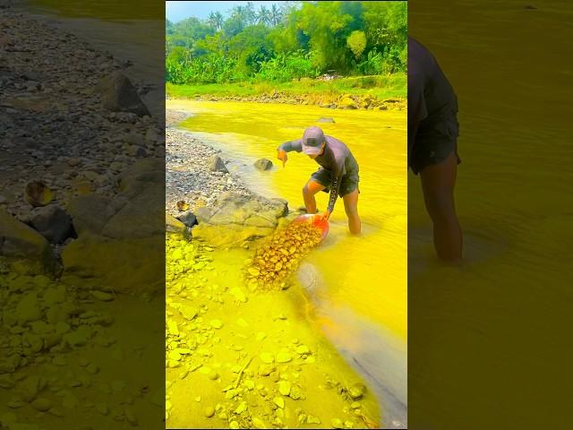 Seizing the discovery of the golden path in the flood river #discoveringgold #findinggold #gold