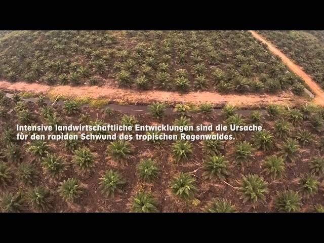 Orang Utans auf Sumatra