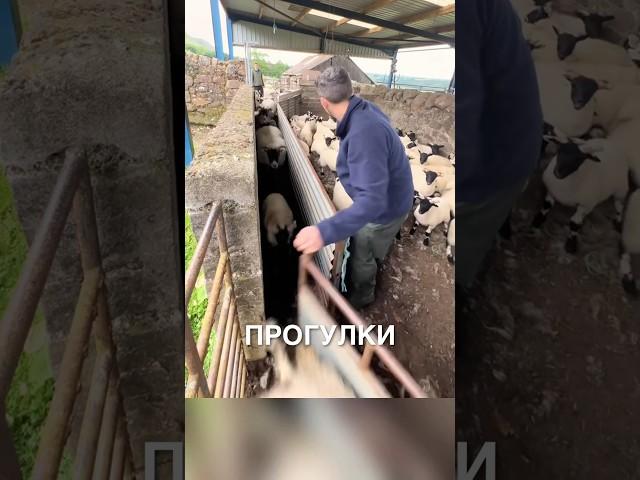 Сортирует овец  #истории #история #новости #новость #shorts