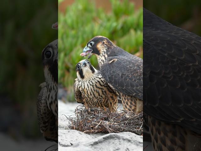 When your sister is the alpha female and gets all the yummy bites! #peregrinefalcon #shorts