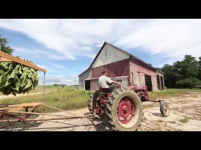 Tobacco farm on Long Island