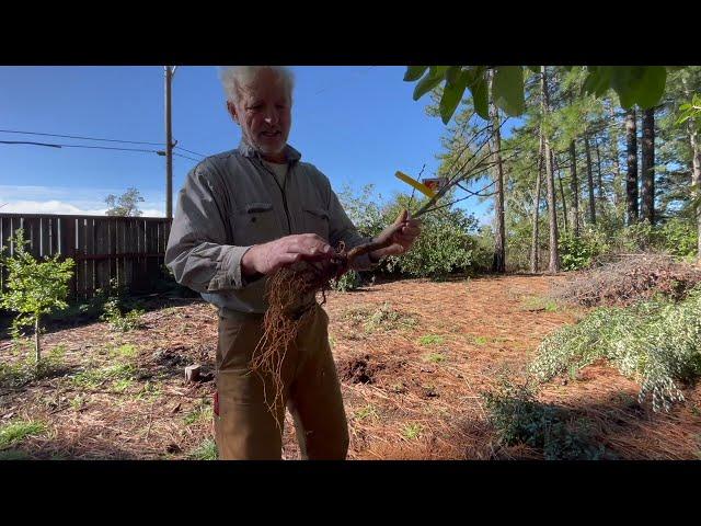 How to Plant a fruit Tree 1