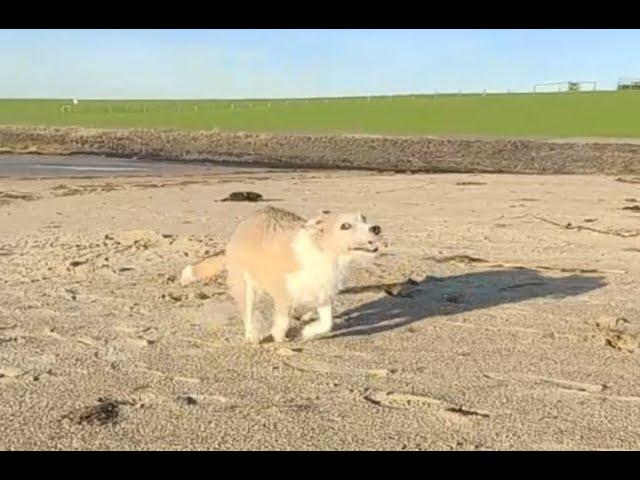 Köstlicher Roadtrip mit Pixel an einen Ort namens Westen, bei dem Süden im Osten liegt.