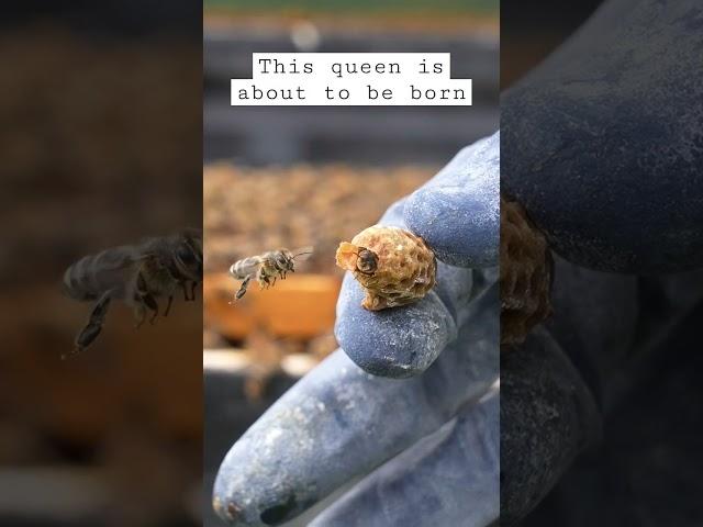 The Birth Of A Queen Bee 