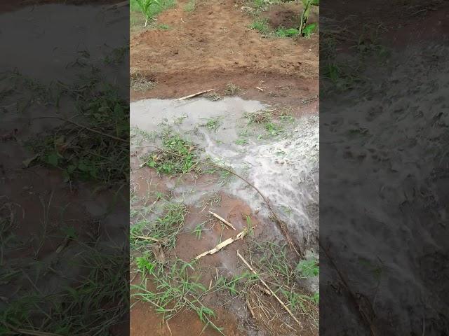 installation of irrigation system#boostproduction #precisionirrigation