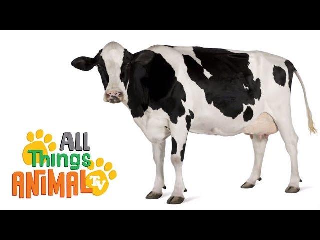 * COWS * | Animals For Kids | All Things Animal TV