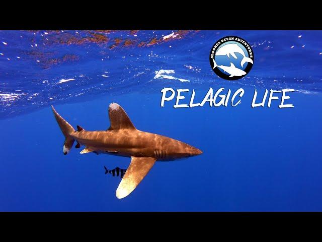 Pelagic life - Open water snorkeling in Moorea