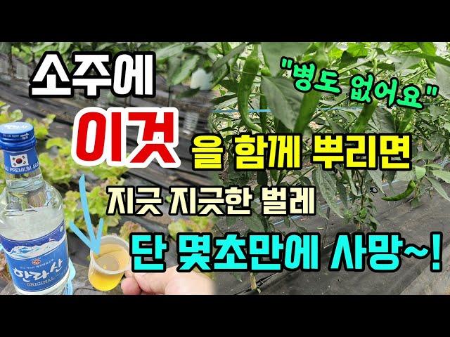 소주에 이것을 함께 뿌리면 벌레 단 몇초만에 사망 탄저병 역병 곰팡이병이렇게 예방하세요 #천연살충제