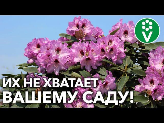 КАКОЙ РОДОДЕНДРОН ВЫБРАТЬ И КАК ПОСАДИТЬ?! Обзор сортов и рекомендации по посадке