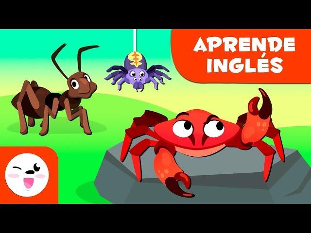 Los artrópodos para niños EN INGLÉS - Animales invertebrados - Ciencias naturales para niños