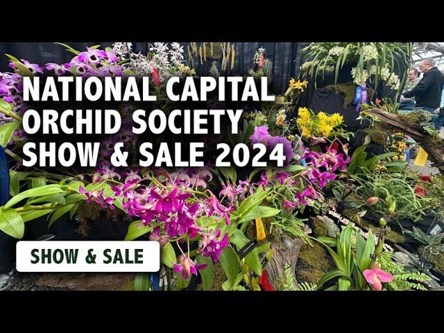 2024 National Capital Orchid Society Show & Sale | Orchid Vendors & Displays Full of Blooms!