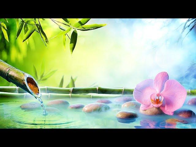 3 Hours Relaxing Piano Music  Healing Piano Music, Meditation Music, Relaxing Music (Daisy)