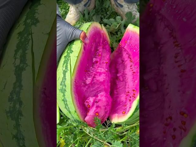 Chinese amazing watermelon #fruit #shorts #fyp #fypシ #chinese