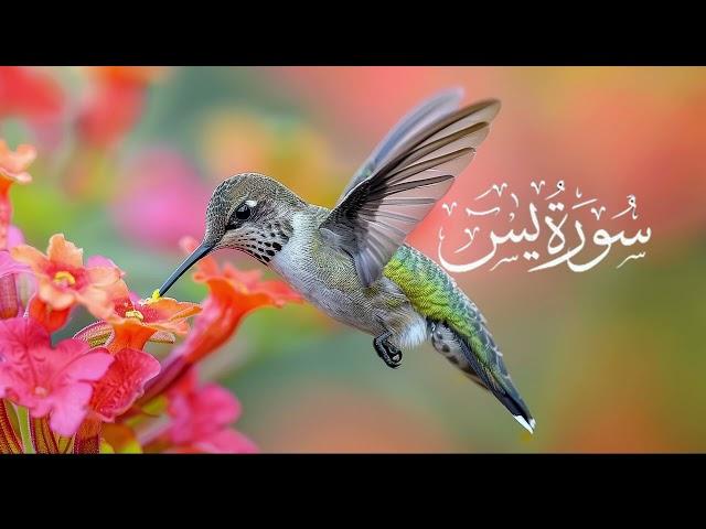 Surah yasin full talawat in Arabic best voice