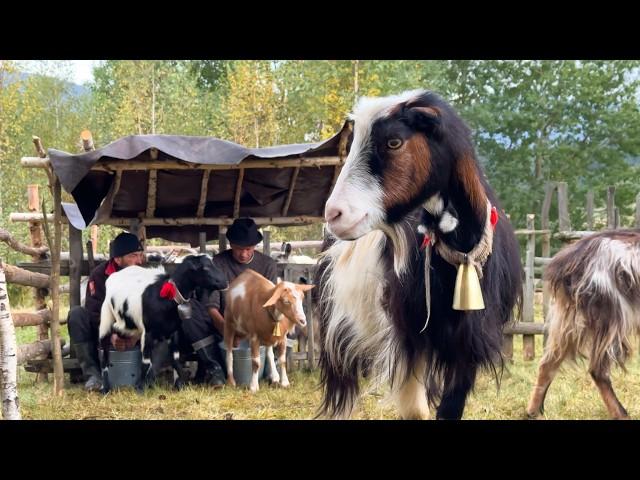 Journey to the Mountains: A Day in the Life of a Carpathian Shepherd