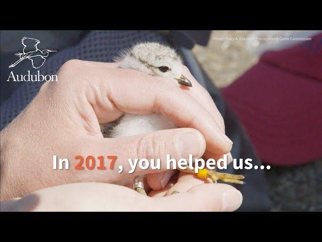 Thank You for 2017 | National Audubon Society