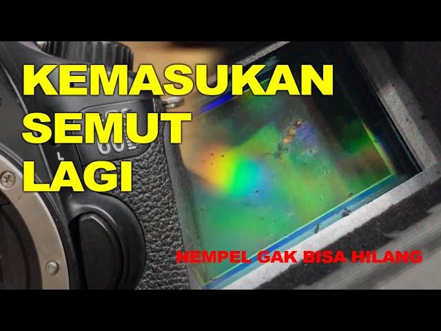 KAMERA JADI RUMAH SEMUT LAGI, 60D KEMASUKAN SEMUT