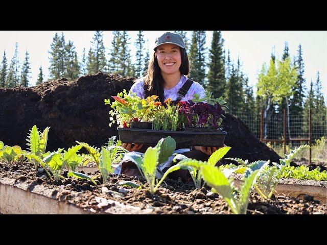 Planting our Vegetable Garden in Alaska | Potatoes, Cabbage & More