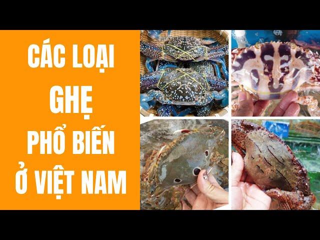 Các loại ghẹ phổ biến ở Việt Nam và cách chọn ghẹ ngon | Bếp Của Mẹ