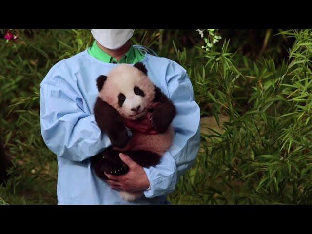 This is Fu Bao, the first panda born in South Korea