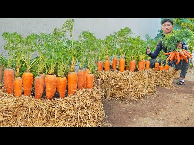 Carrot EXPERTS Won't Tell You These High Yield Growing Methods!