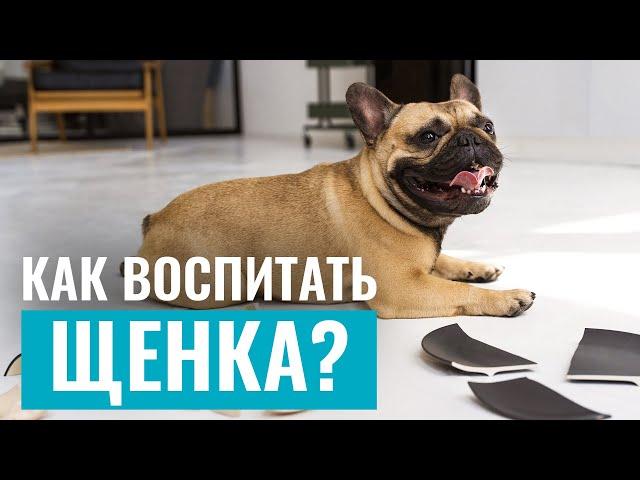 С чего начать ВОСПИТАНИЕ ЩЕНКА? 2 простых правила, которые облегчат вам жизнь!