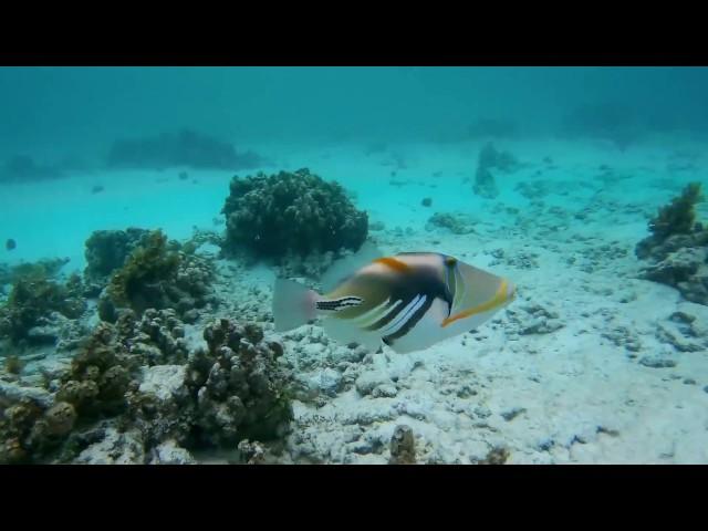 Snorkeling in Seychelles - La Digue - Anse Source D'Argent and Mahe - Baie Lazare