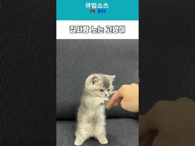 집사랑 장난치는 고양이 #kitty #고양이 #집사 #cute #아기고양이 #귀여운 #반려동물 #반려묘