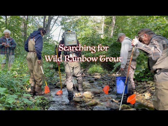 Deerfield River Rainbow Trout study by Trout Unlimited