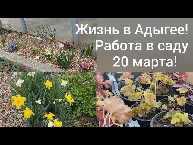 Переехали в Адыгею/Работа в теплице продолжается/Гиацинты продолжают радовать/Живём в Гиагинской