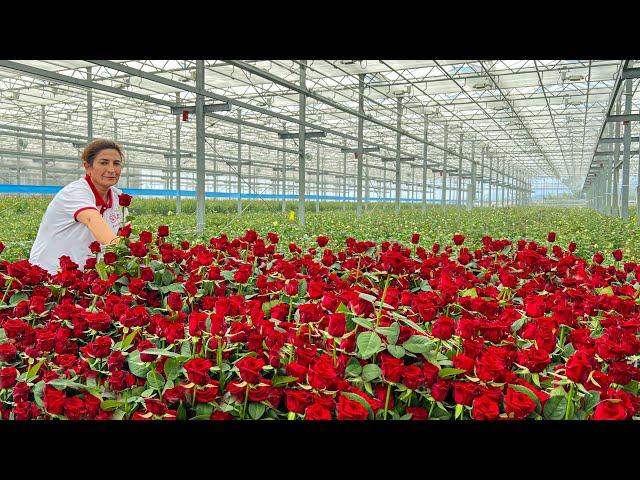 30,000 Square Meters Of Real Flowers All Year Round! Flower Production Plant