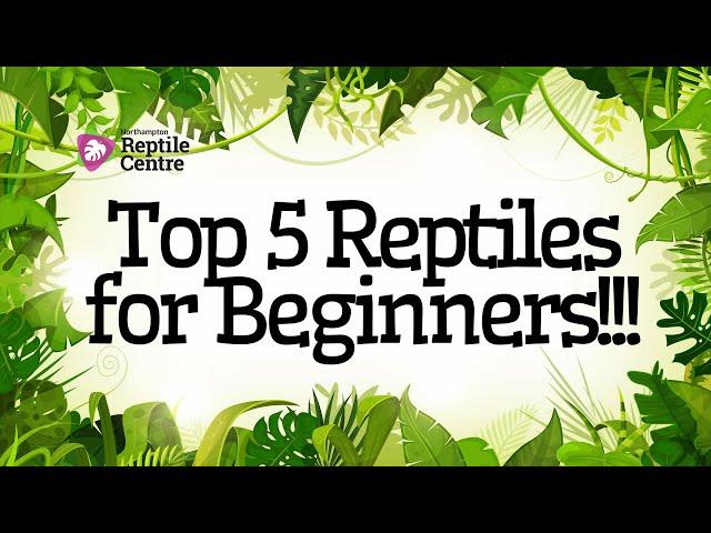 Top 5 Reptiles for Beginners!