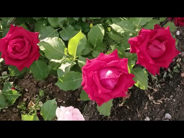 pinc ROSES dream РОЗОВЫЕ мечты