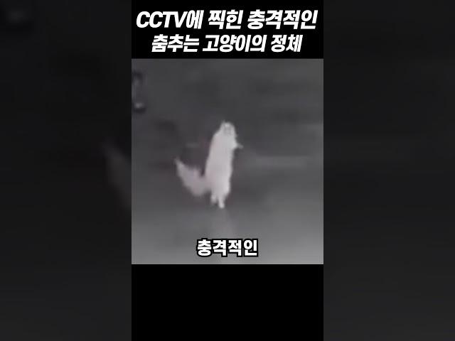 CCTV에 찍힌 충격적인 춤추는 고양이의 정체