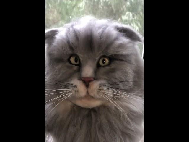Портрет кота ручной работы #валяние #ручная работы #felting #needlefelting #портрет #кот #cat