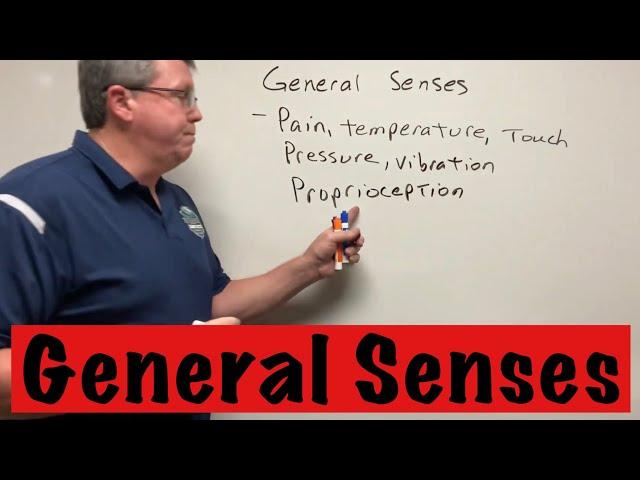 General Senses