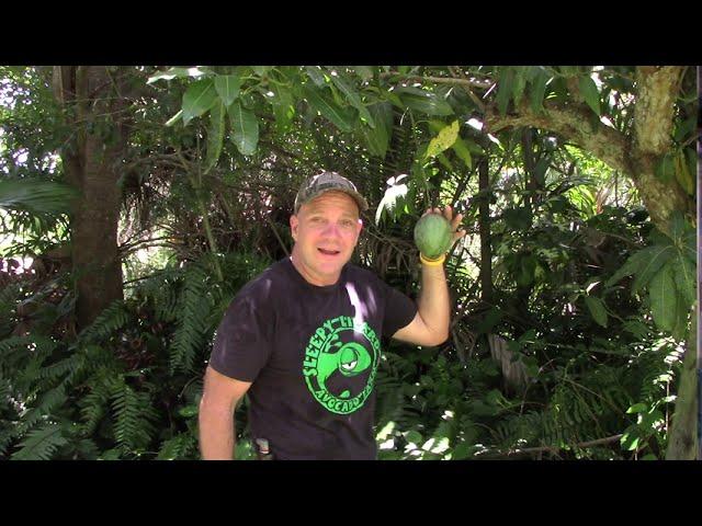 Mango Tree From Seed to Fruit